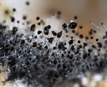 A close-up of black mould underneath the microscope