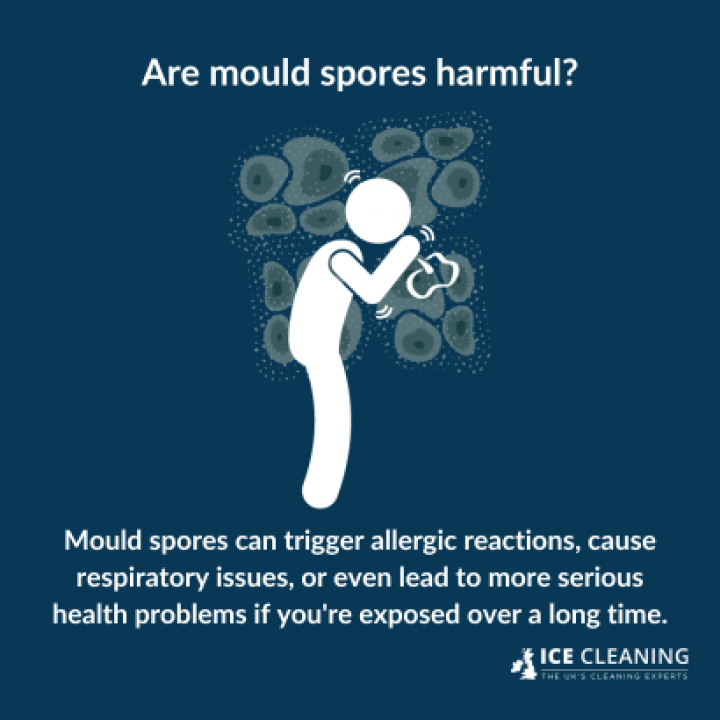 When Does Mould Release Spores?