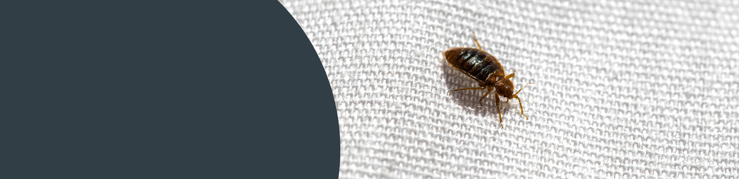 Bed Bug Control