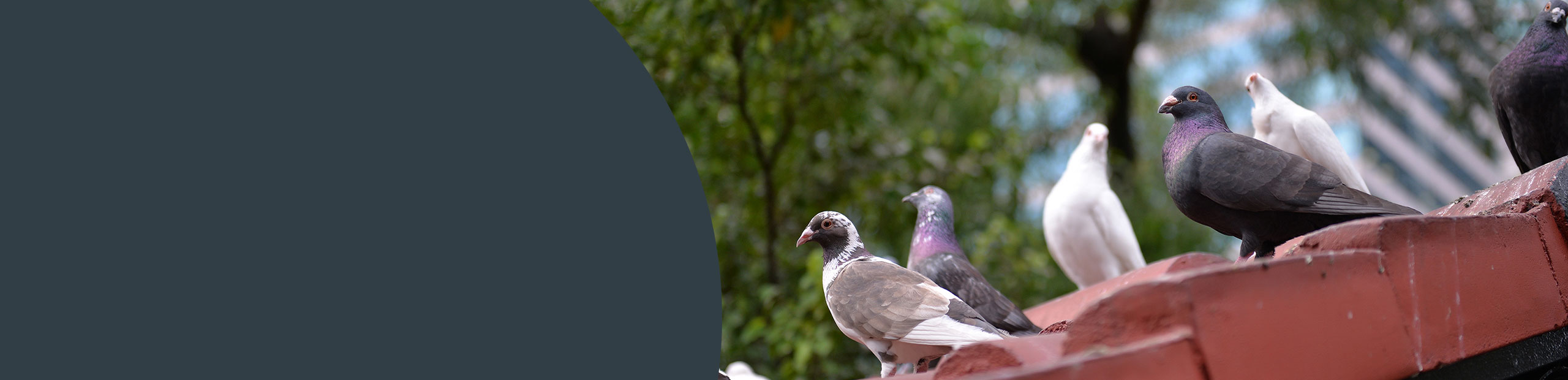 Bird Control Banner