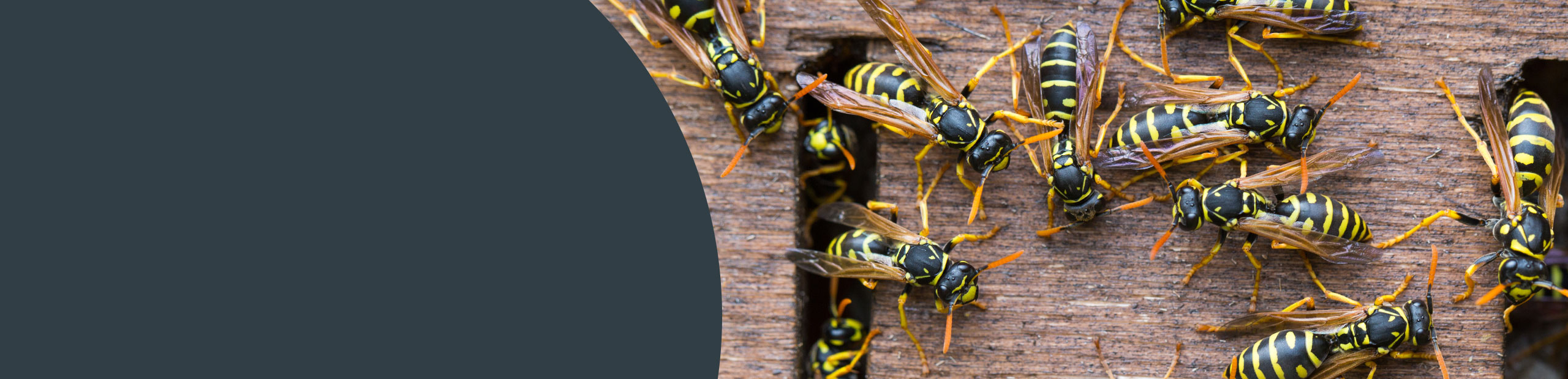 Insect Control Services - Manchester