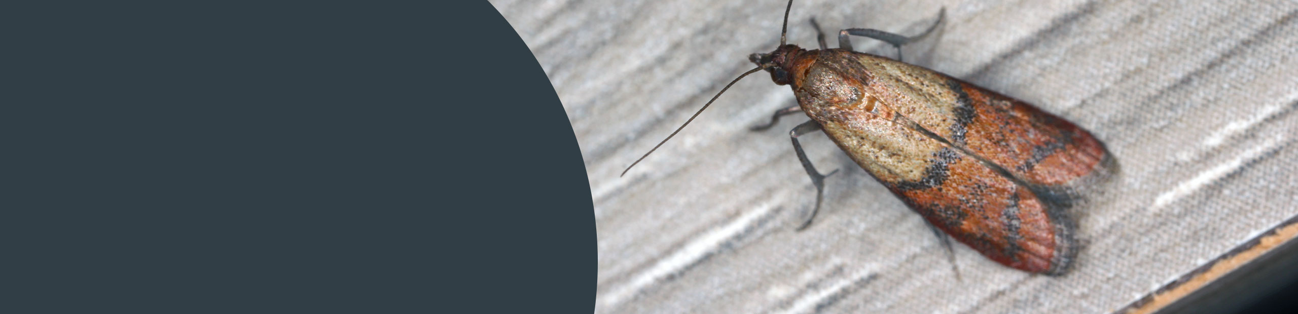  Insect Removal Services - Bromley