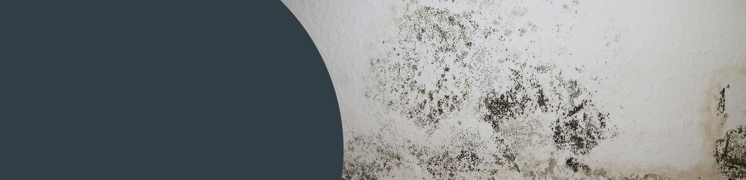 Mould Cleaning - Enfield