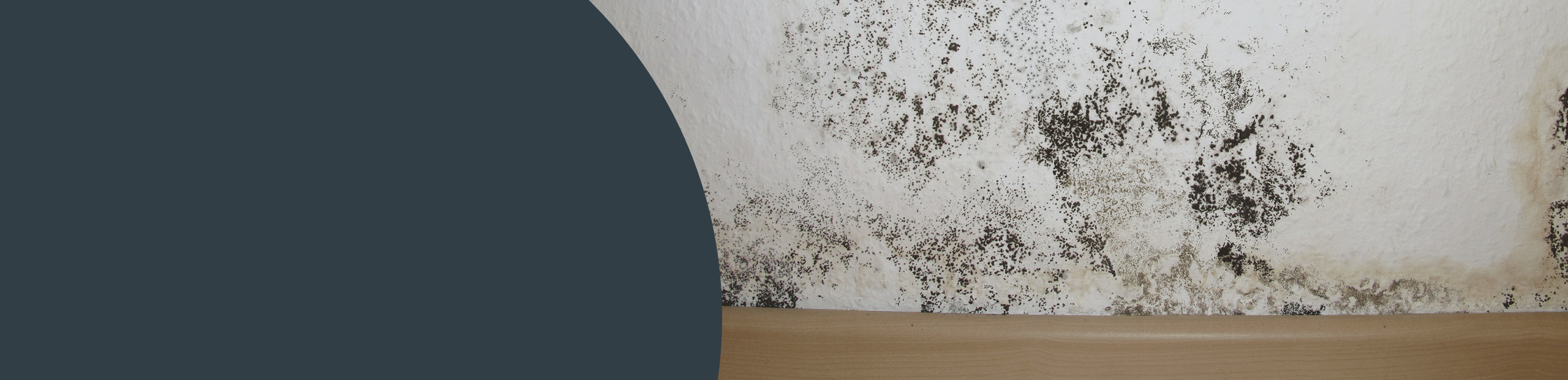 Mould Remediation Services - Maidstone