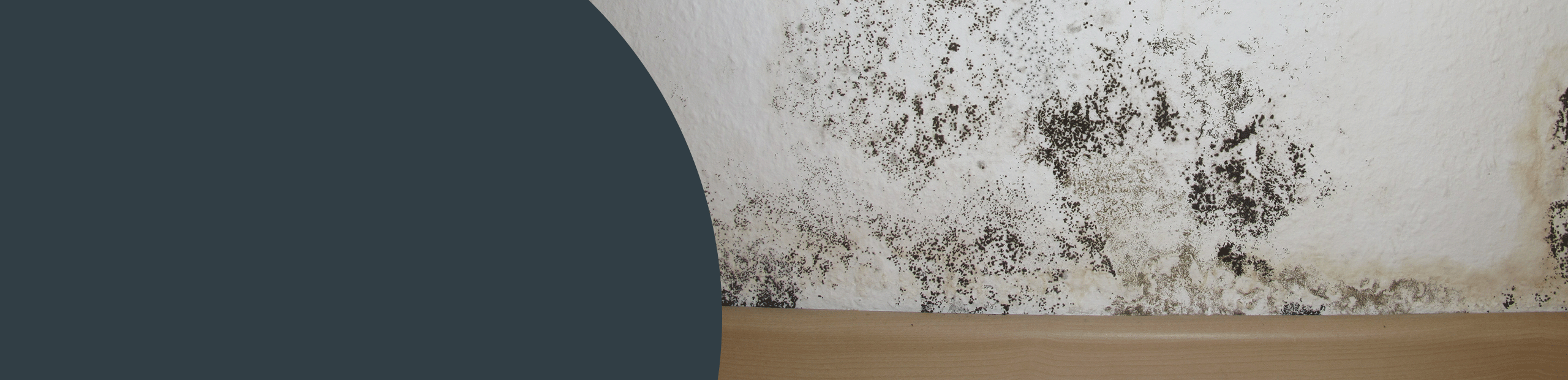 Mould Remediation Services - Sevenoaks