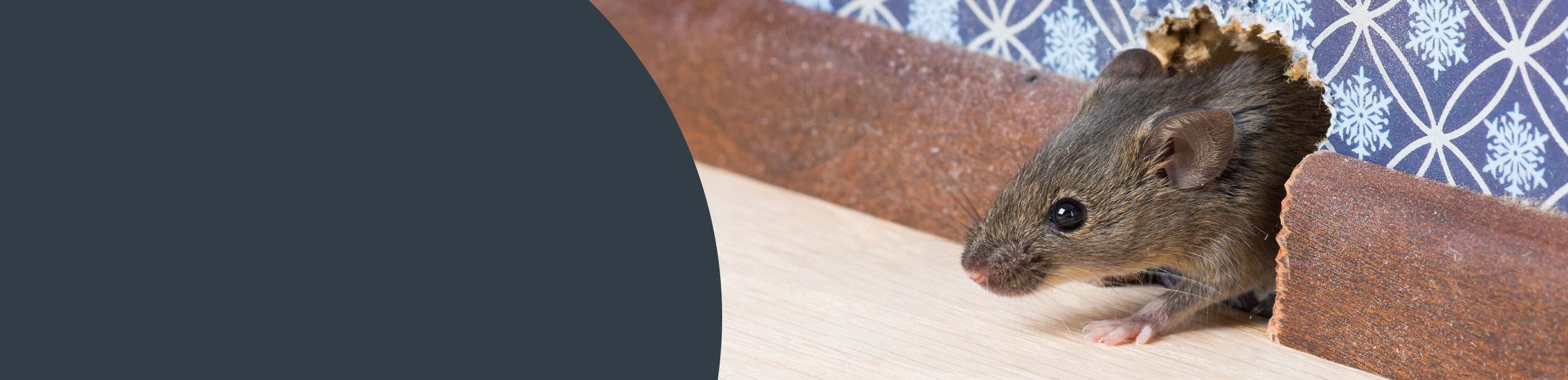 Rodent Removal Services - Camden