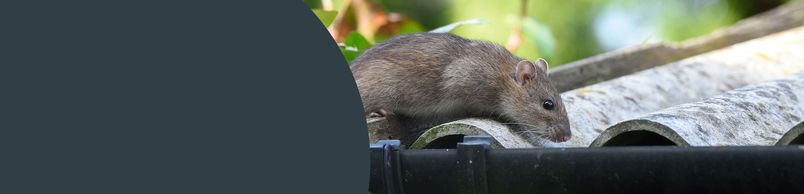 Rodent Removal Services - Harrow
