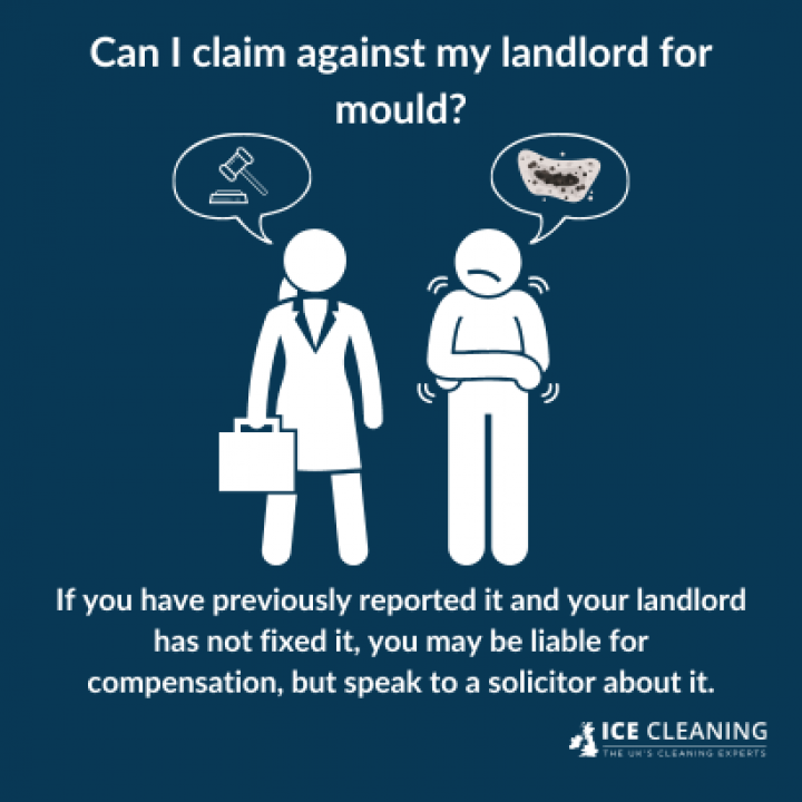 What Can You Do If Your Rental Property Has Mould?