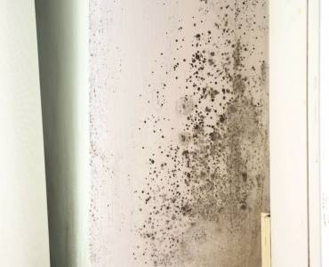 Mould on a wall by a window