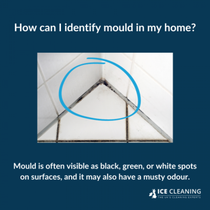 Why You Cannot Kill Mould