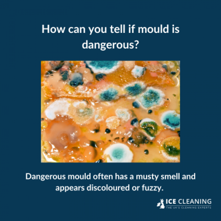 Is All Mould Dangerous?