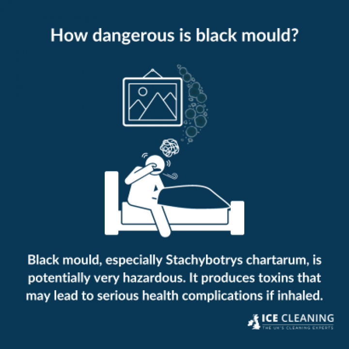 What Is Dead Mould and How Is It Dangerous?