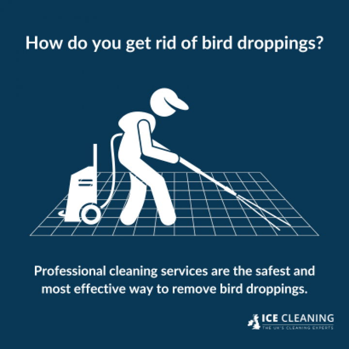 How To Remove Pigeon Guano From Your Patio