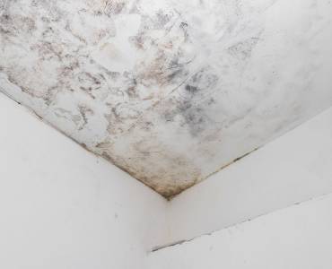 Water and mould stain on the home ceiling