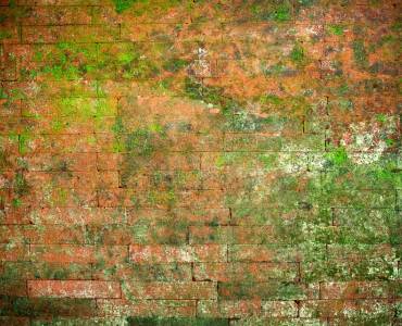 Green moss on a brick wall
