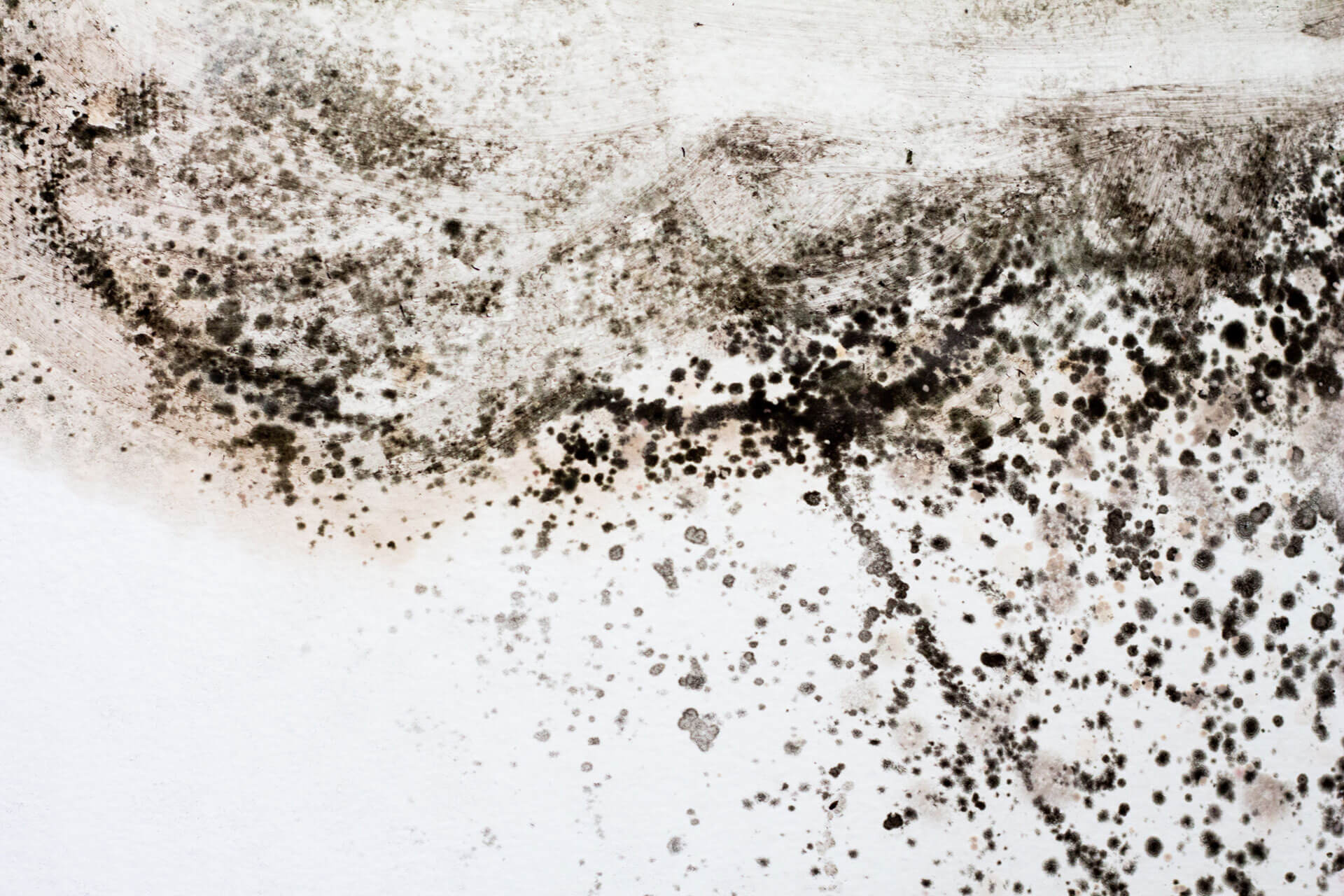 What to Do If You Find Black Mold in Your Home