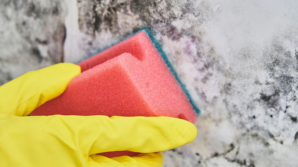 Close-up of someone wearing yellow gloves cleaning mould with a sponge
