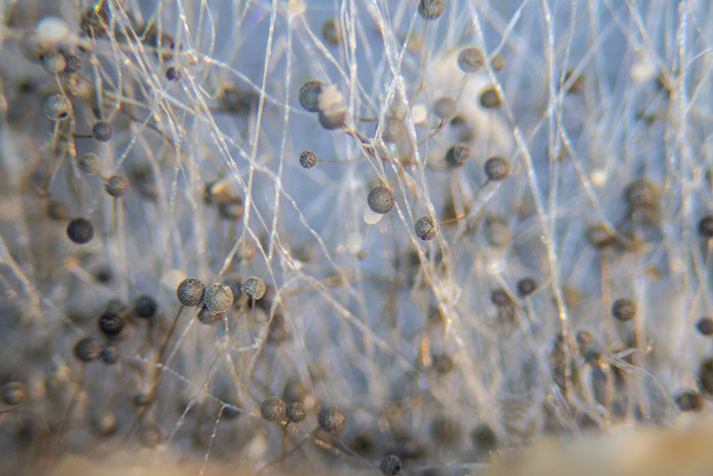 A close-up of mycotoxins under a microscope