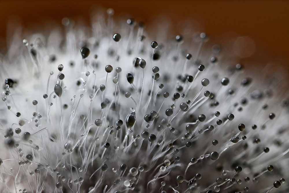 Macro detail of a bunch of black mould.