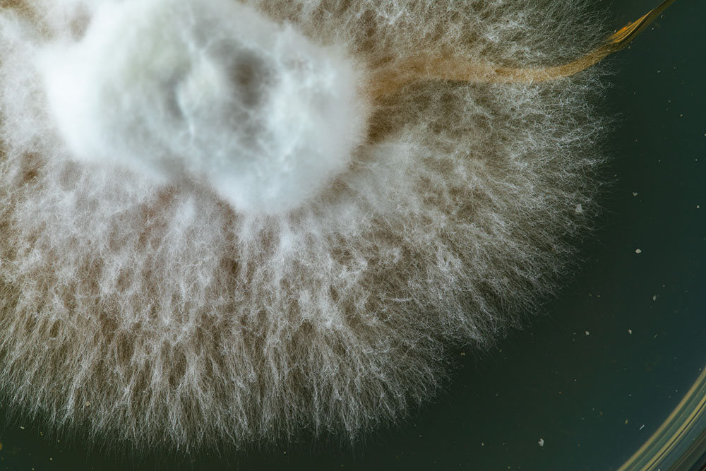 A close-up of mould in a petri dish