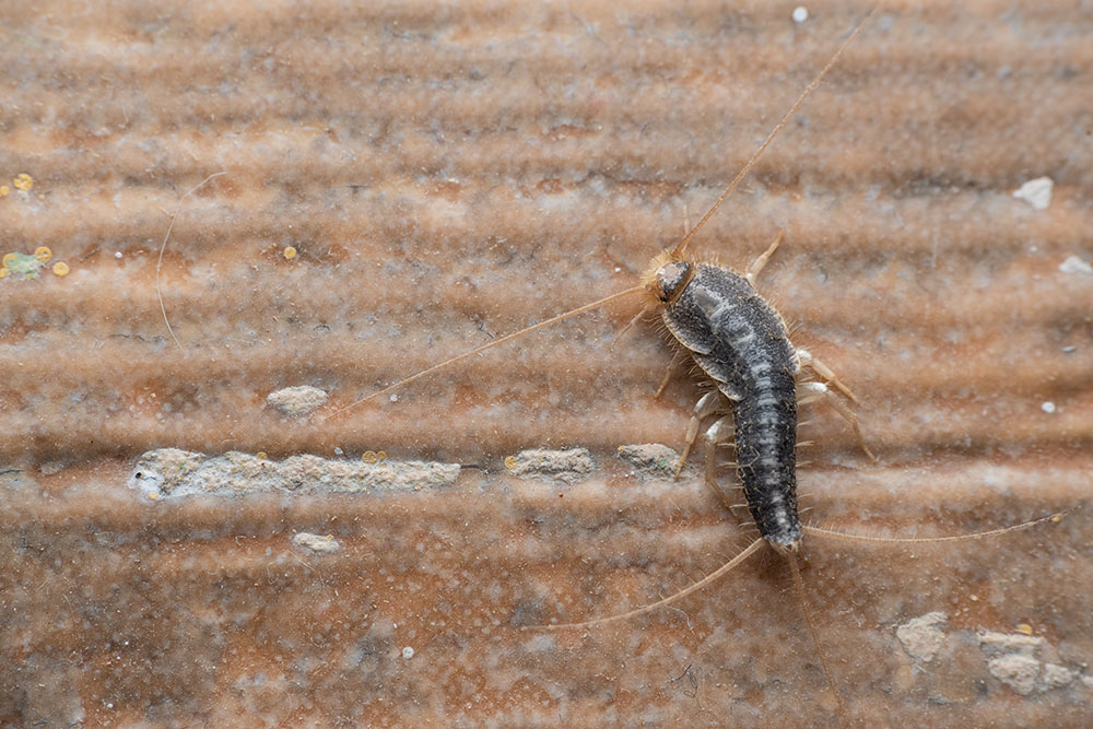 A close-up of a silverfish