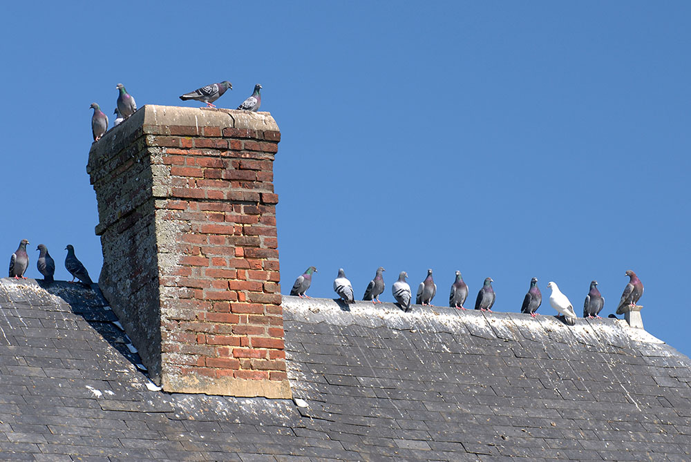 Pigeons on a rooftop surrounded by droppings