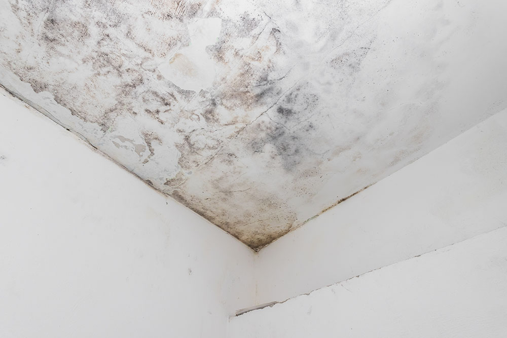 Water and mould stain on the home ceiling