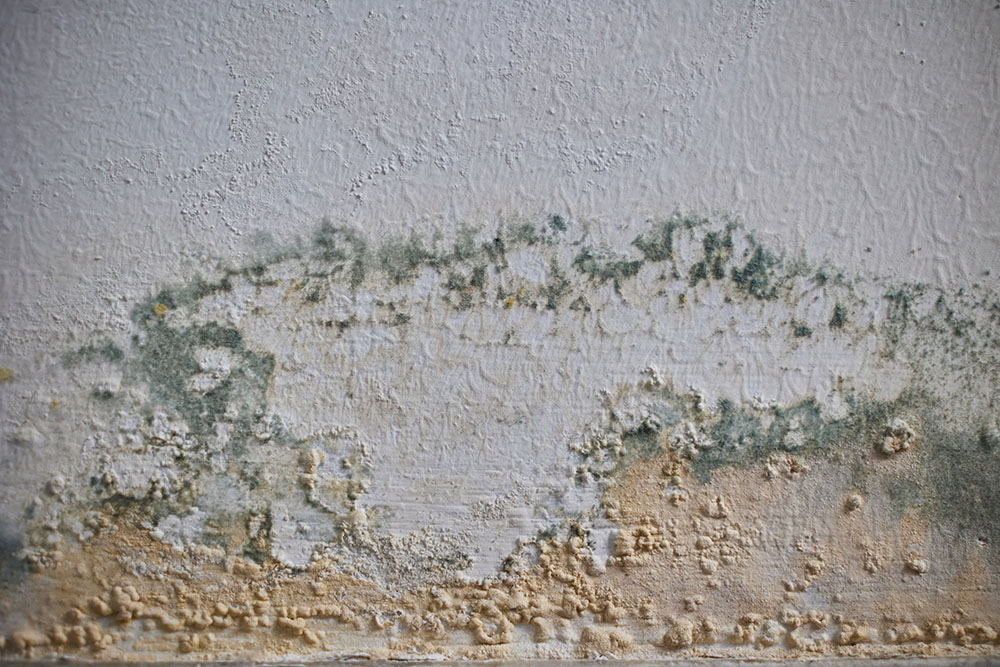 A wall covered in mould