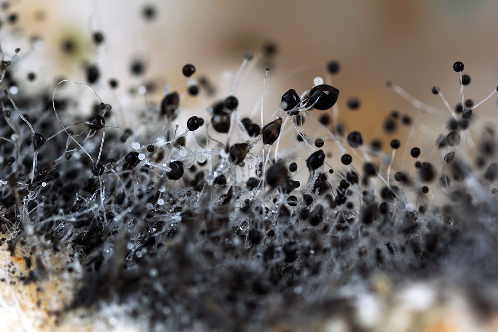 A close-up of black mould underneath the microscope