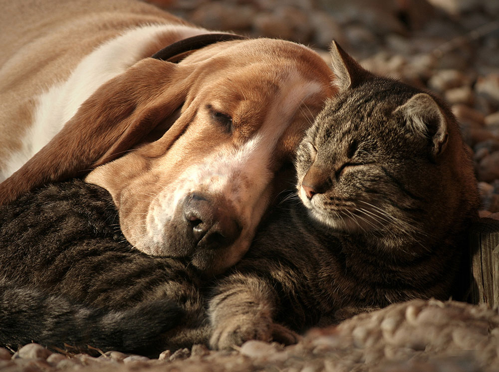 A bloodhound dog sleeping on a tabby cat