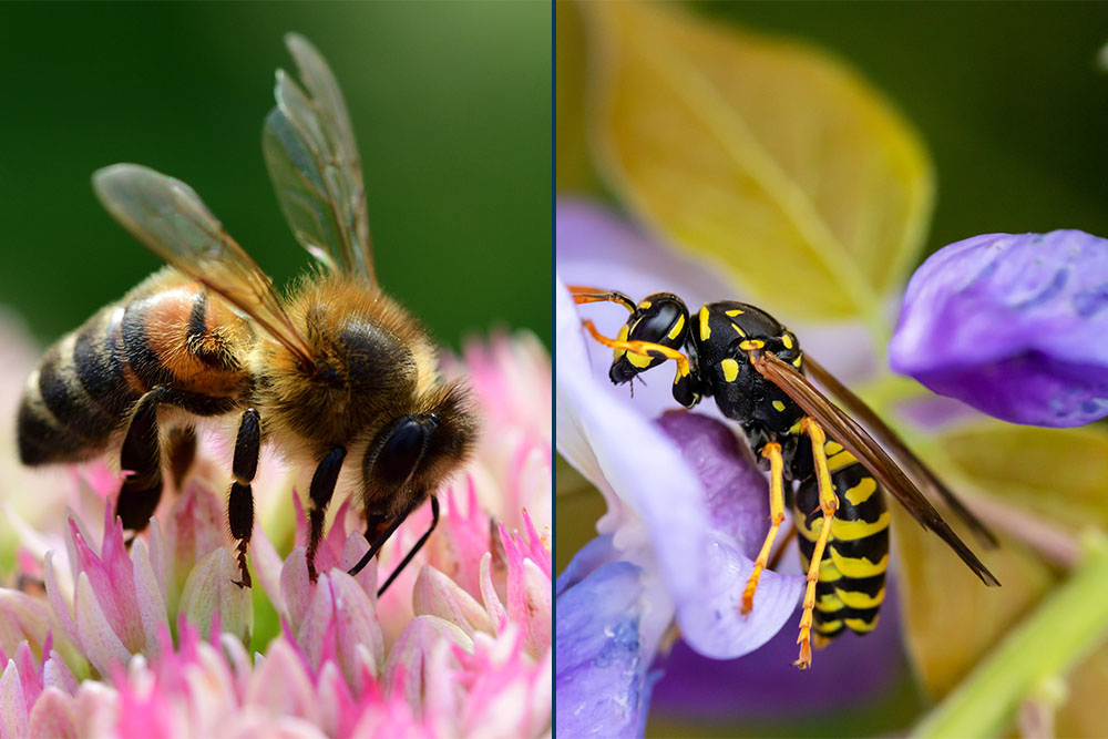 A honeybee on the left and a wasp on the right