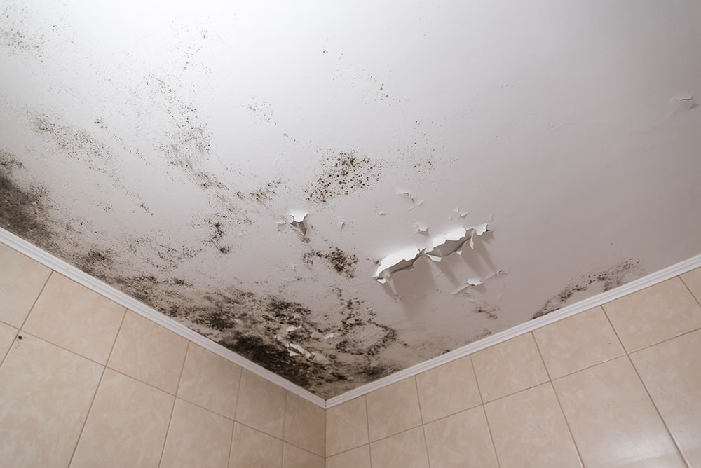 Black mould on ceiling