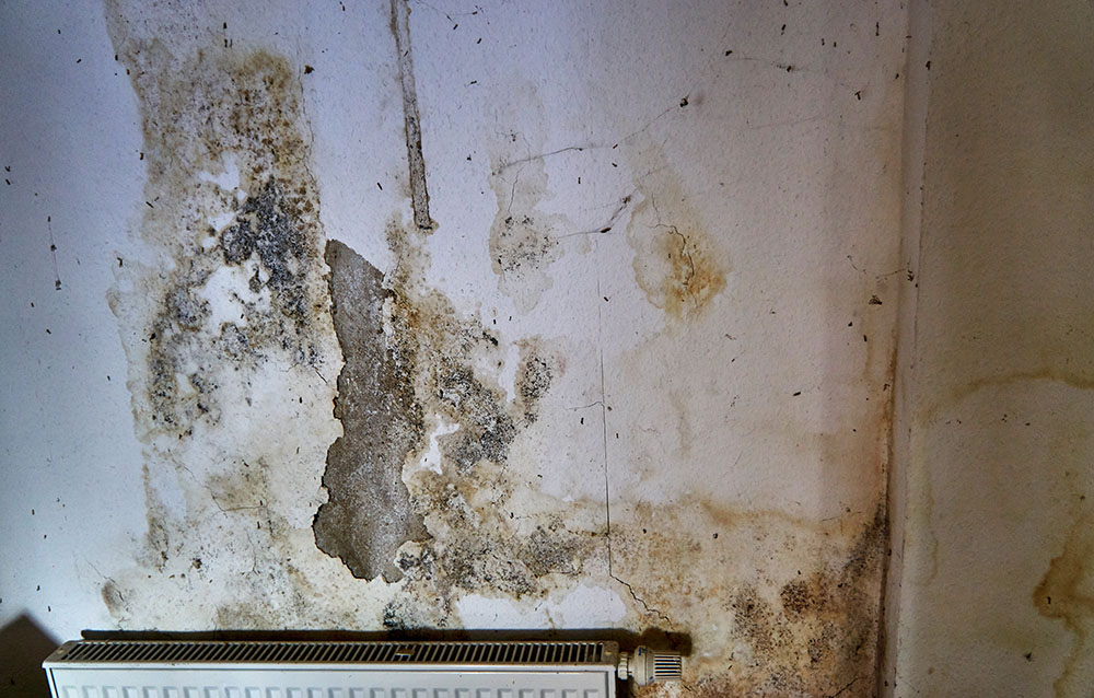 Mould growing on a wall