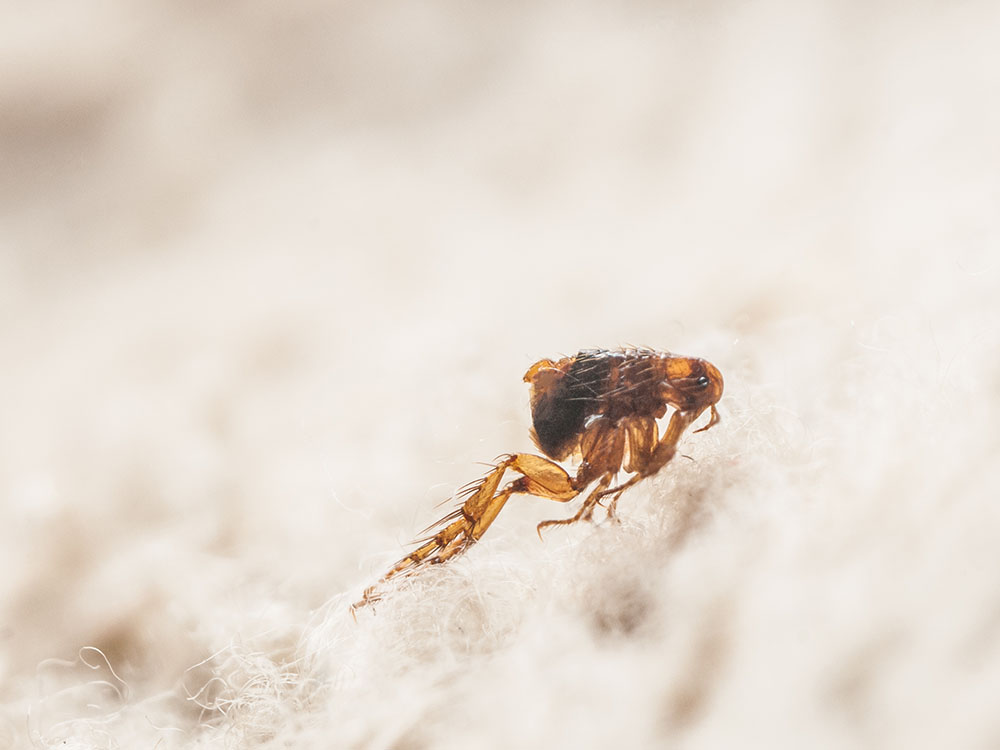 Flea jumping out of carpet fibers