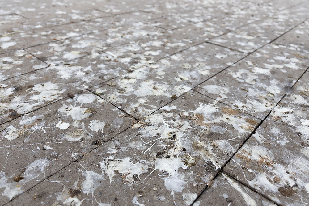 Guano/Bird droppings on patio paving