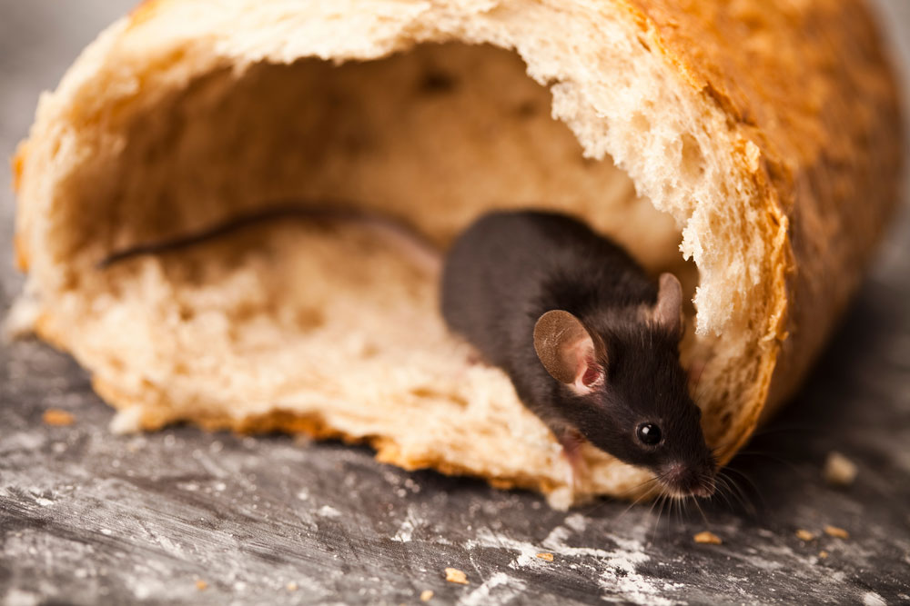 Rodent inside hollowed bread loaf