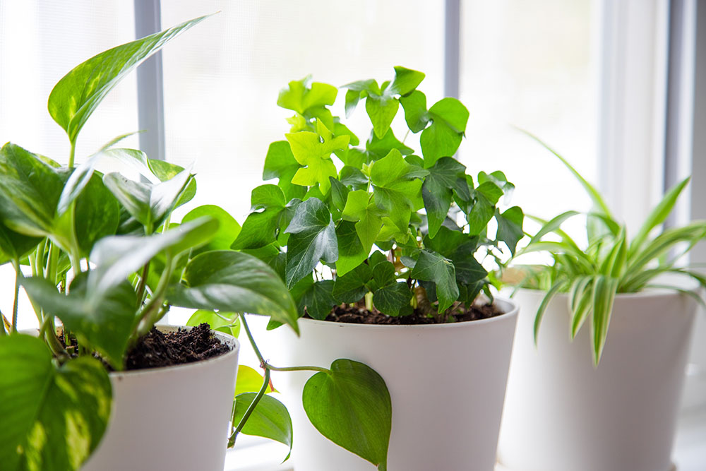 Row of plants on a window sill