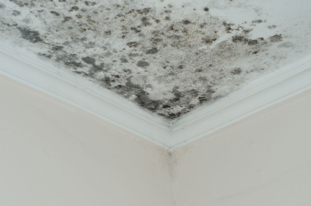 What Damage Can Mould Cause To Homes?