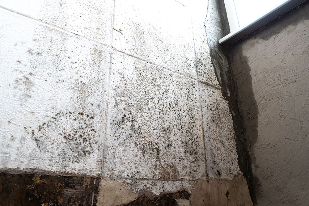Mould on damaged wall
