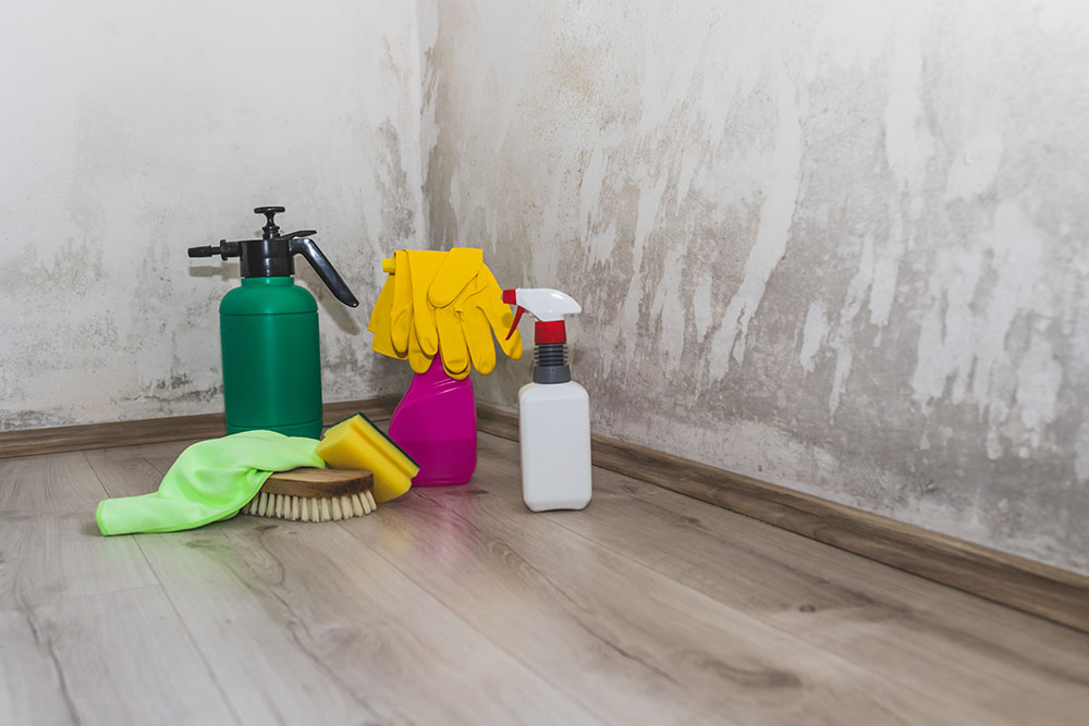 Mould cleaning products next to a mouldy wall