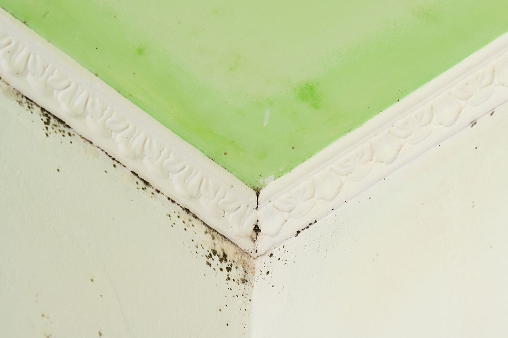 Mould growing in corner of ceiling