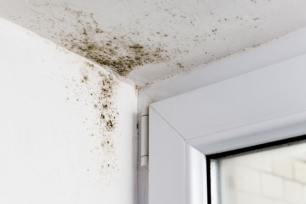 Mould on ceiling and window sill