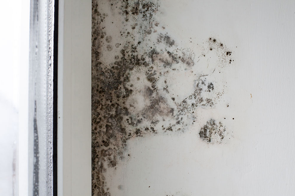 Mould growing around moist window sill