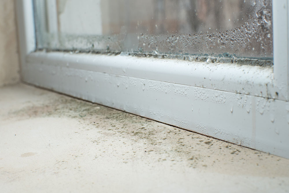 Mould on a window sill