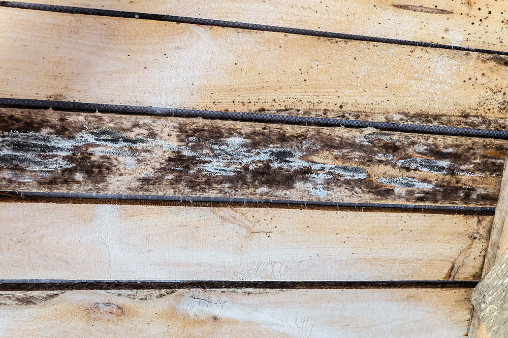 Mould growing on wooden panelling
