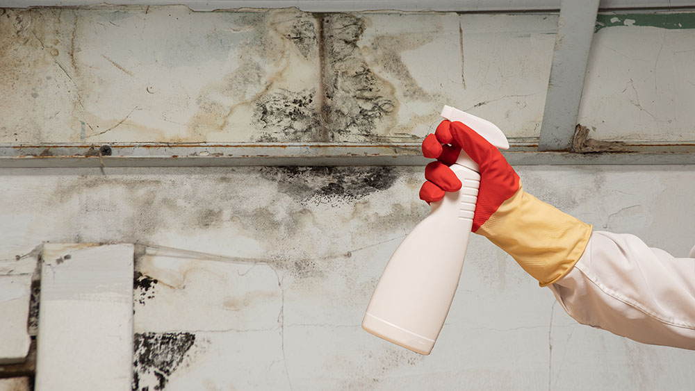 Someone spraying a bottle onto mould