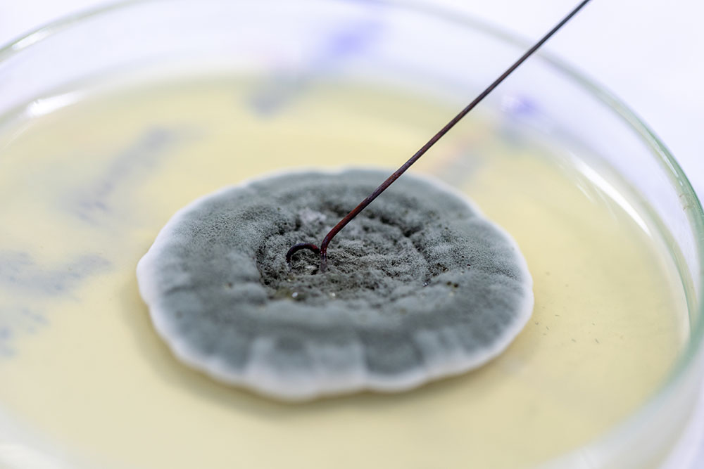 Mould being tested in a petri dish