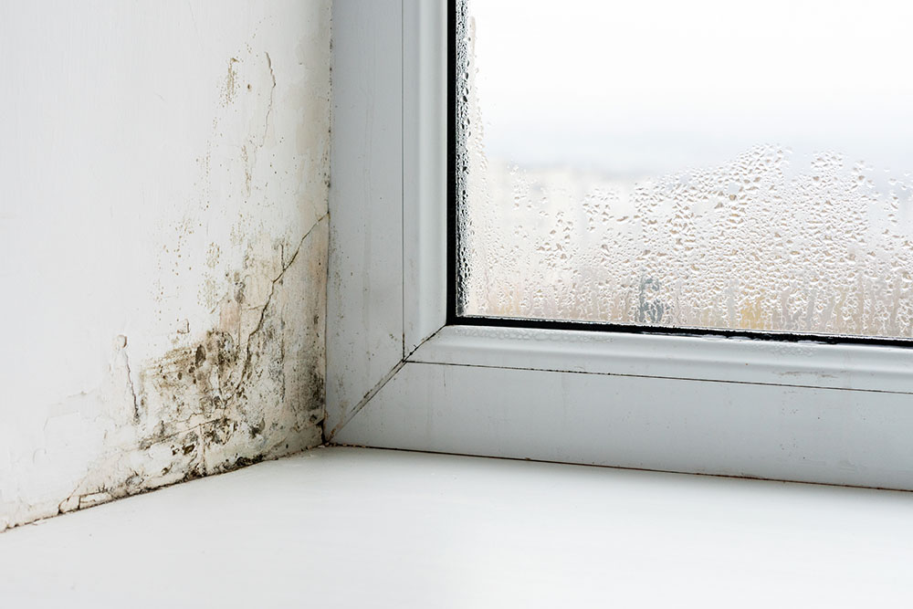 Mould on window with condensation