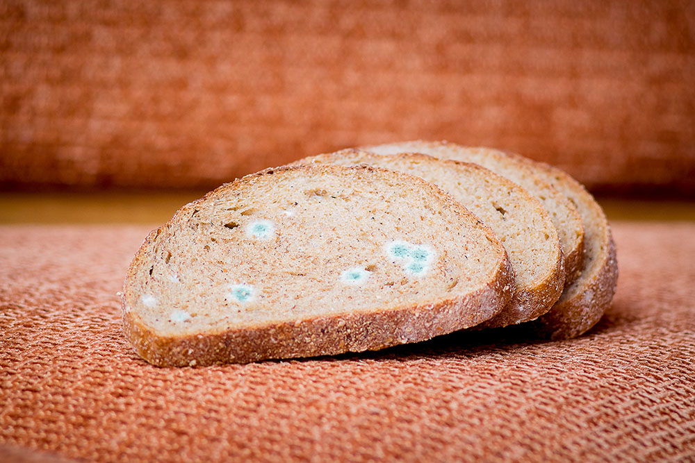 Brown bread with mould growing on it