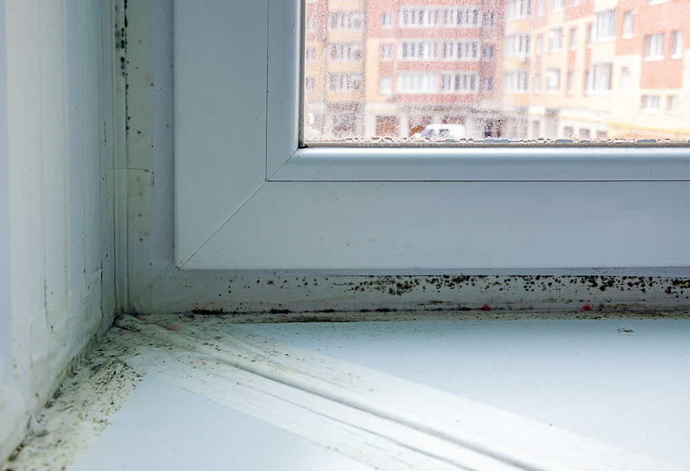 Mould growing around window